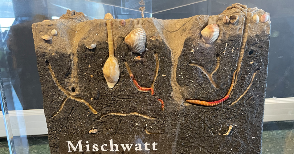 Schaukasten mit Mischwatt