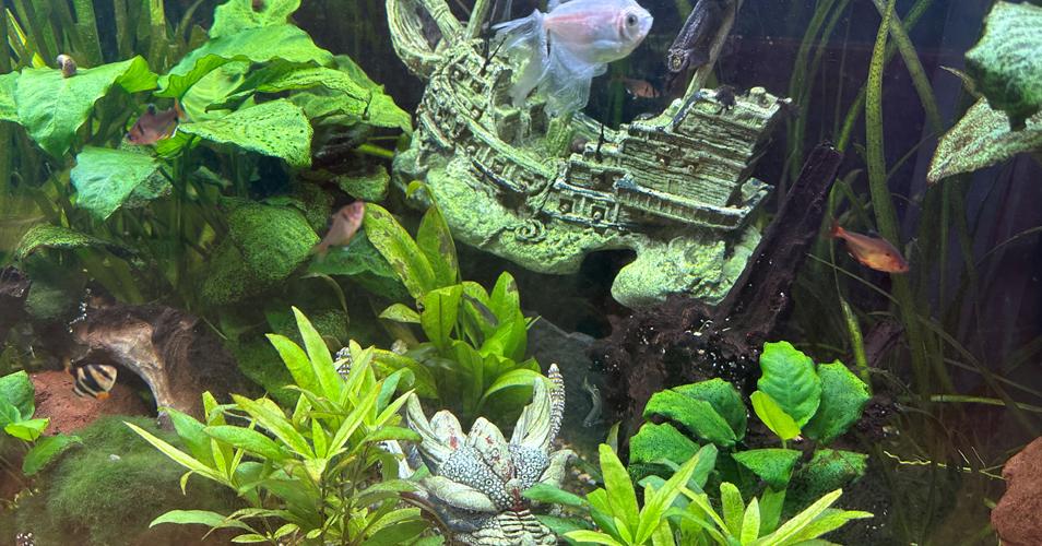 Fische im Schulaquarium