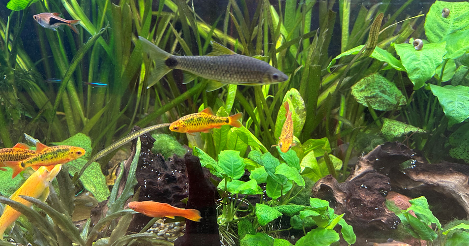 Fische im Schulaquarium