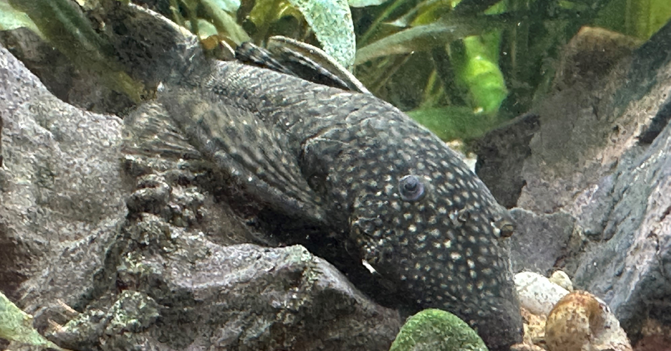 Friedrich der Wels im Schulaquarium