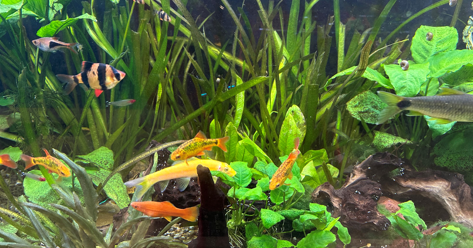 Fische im Schulaquarium
