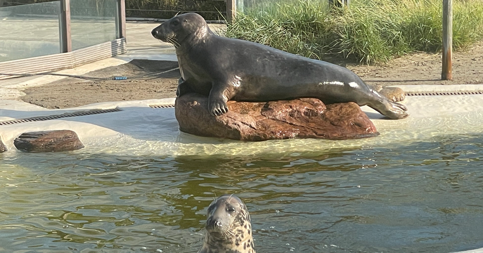 Seehunde der Seehundstation Friedrichskoog