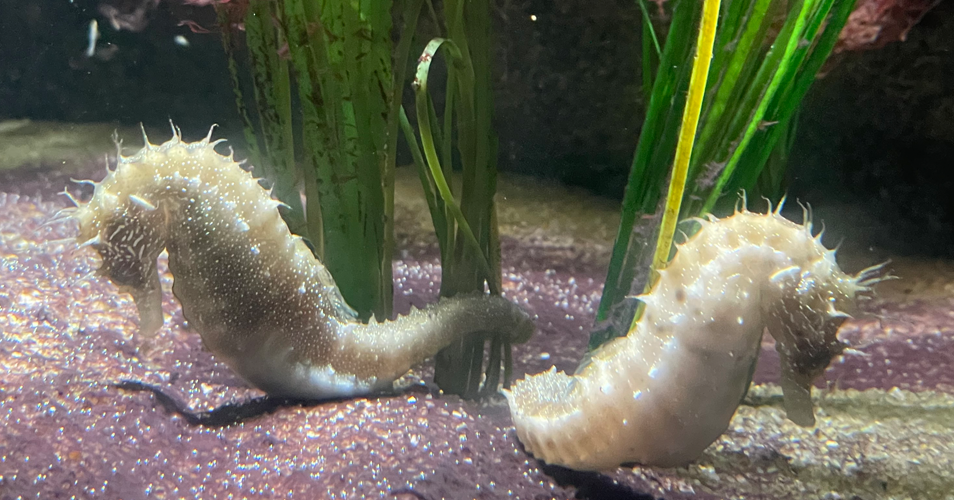 Seepferdchen im Aquarium